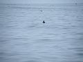 Bering Strait Crossing 019